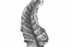 Dark Leaf - 14"x17" charcoal on bristol board.