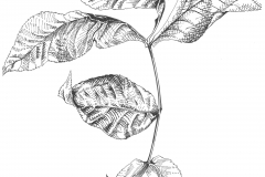 Compound Leaf 1 - 14"x17" pen and ink on bristol board