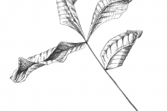 Compound Leaf 2 - 14"x17" pen and ink on bristol board