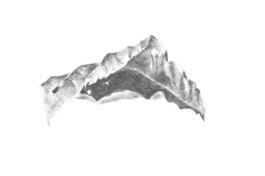 Inside Leaf - 14"x17" charcoal on bristol board
