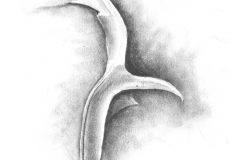 Oak Leaf 2 - 14"x17" charcoal on bristol board.