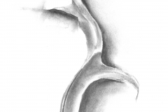 Oak Leaf 1 - 14"x17" charcoal on bristol board.